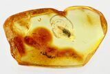Detailed Fossil Rove Beetle and Plant Bug in Baltic Amber #367425-1